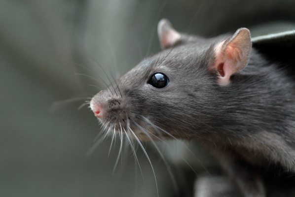 rat peaking out