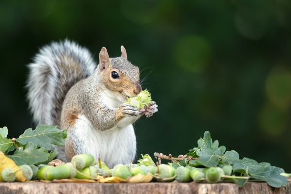 squirrel eating outside