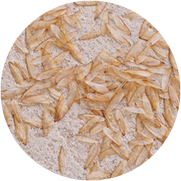 Swarming termites
