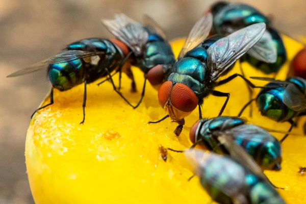 flies
