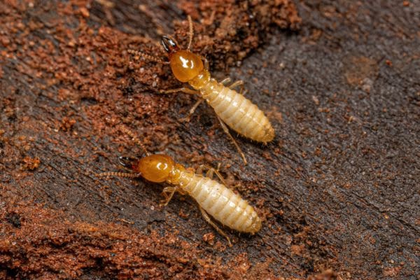 Two Citronella ants