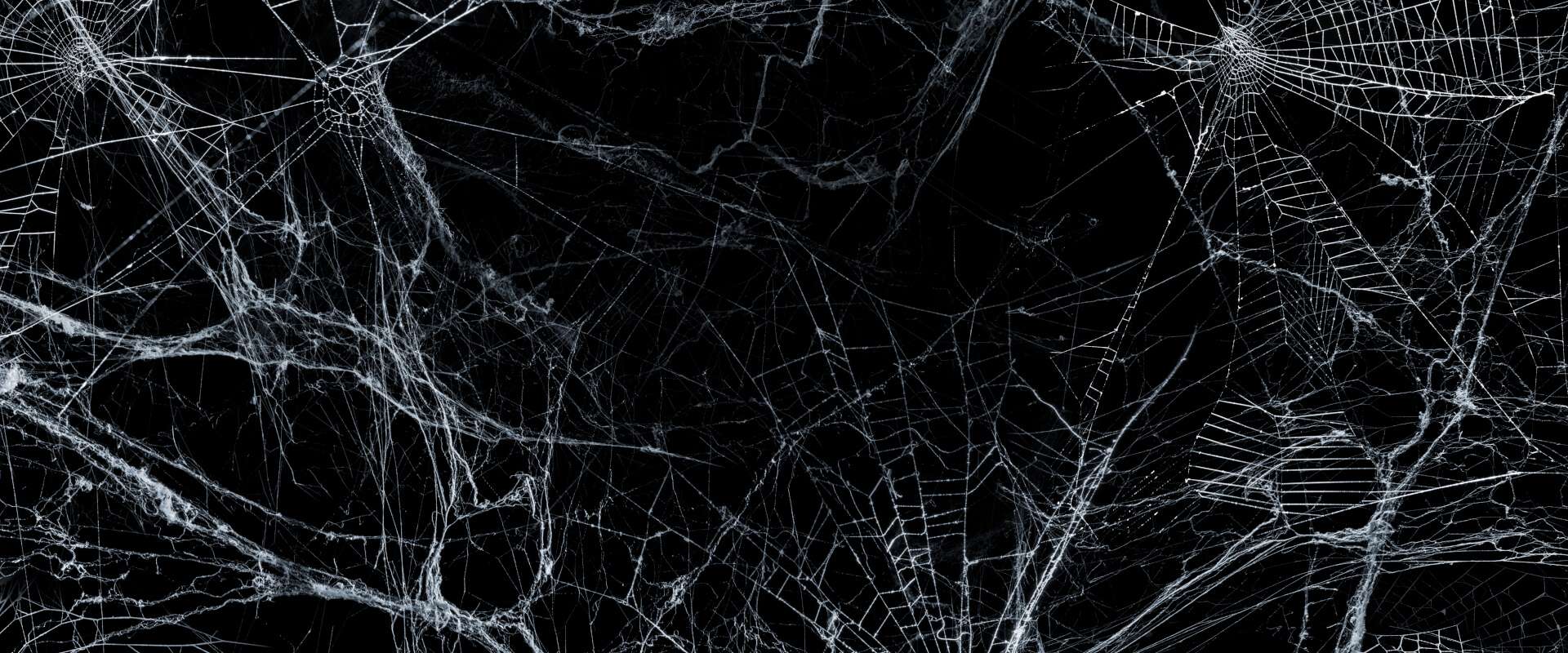 White cobwebs on black background