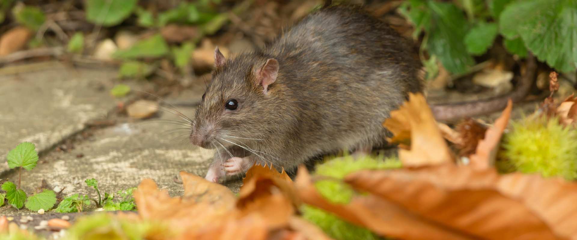 rodent in leaves