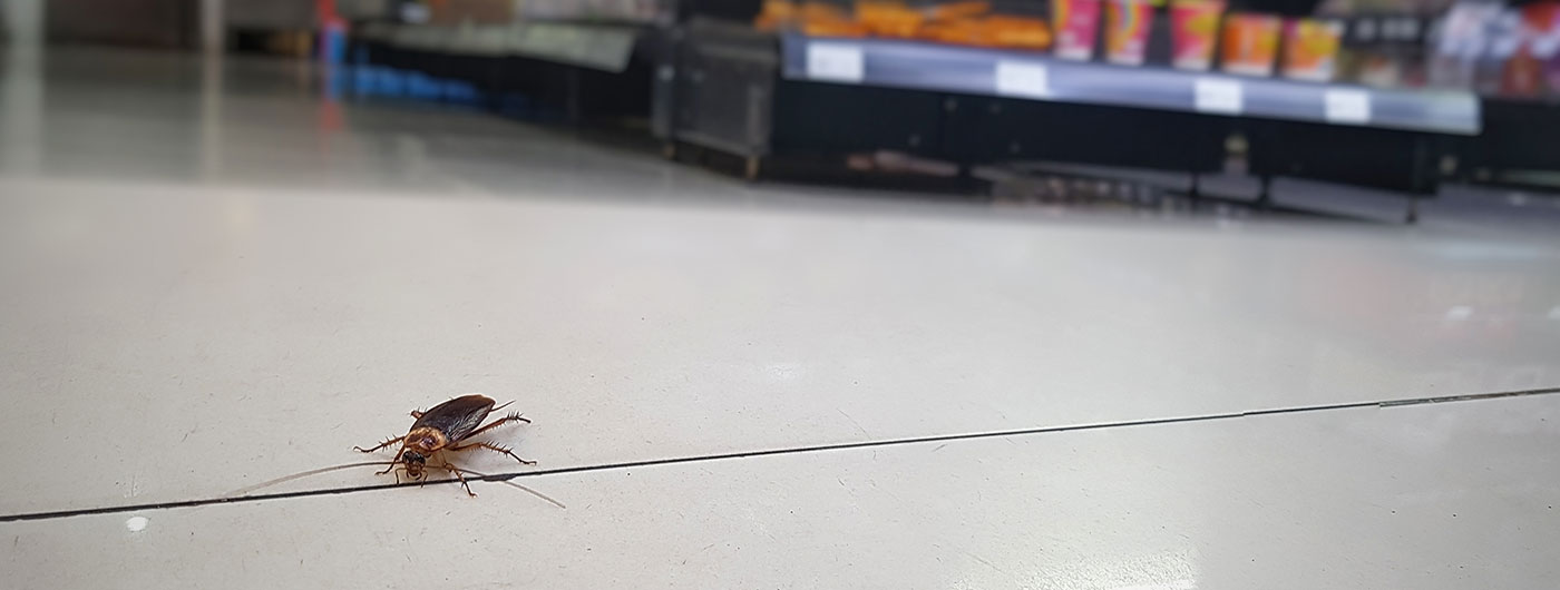 cockroach on floor of business