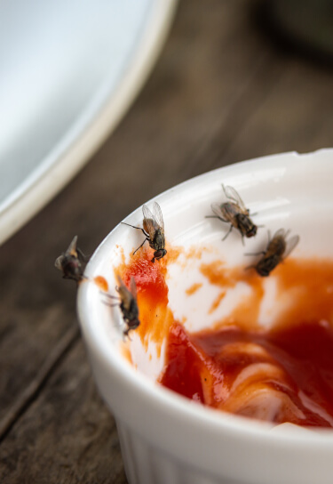 Flies on ceramic ramekin