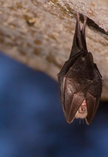 Bat hanging upside down