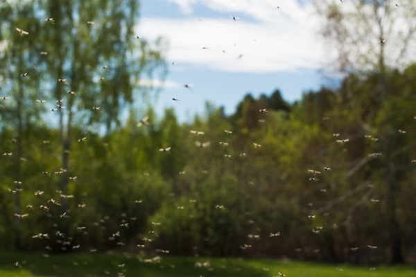 Mosquito swarm 
