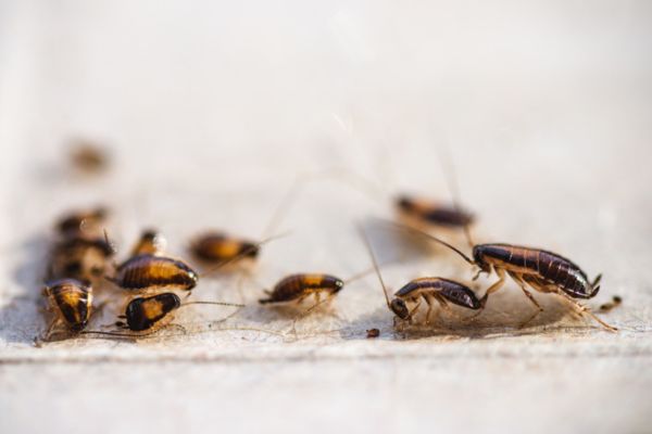 a group of cockroaches