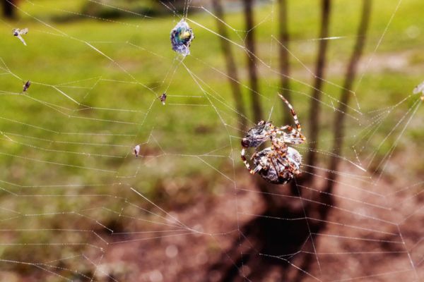 spider web