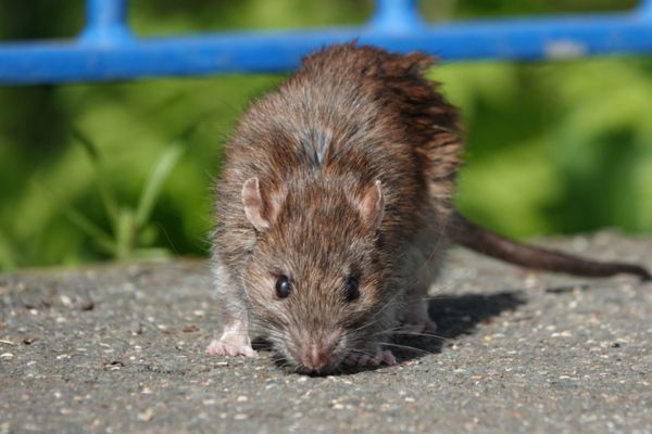 rat crawling