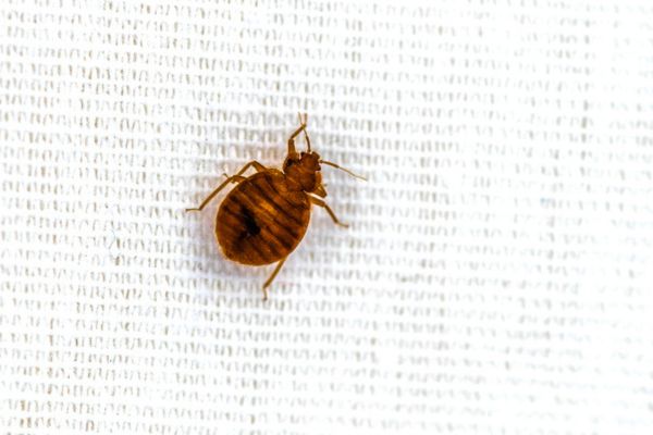 Bed bug on white background