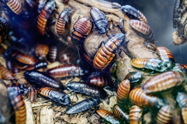 Bunch of cockroaches