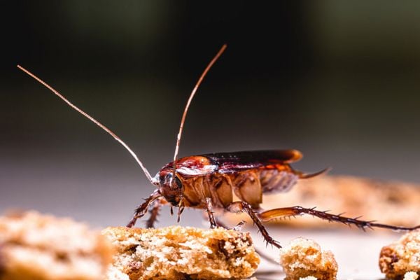 Cockroach among crumbs