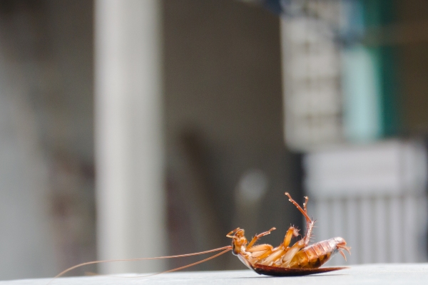 dead cockroach on it's shell
