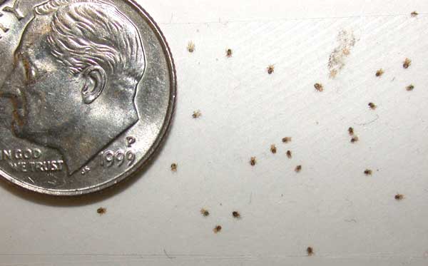 Bird Mites