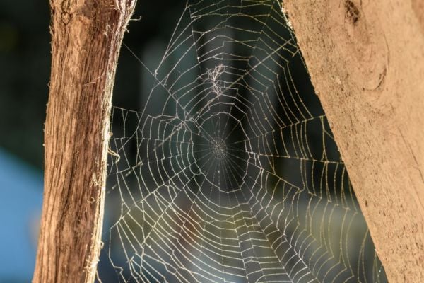Spider web between a tree