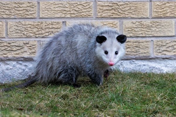 Opossum infront of a wall