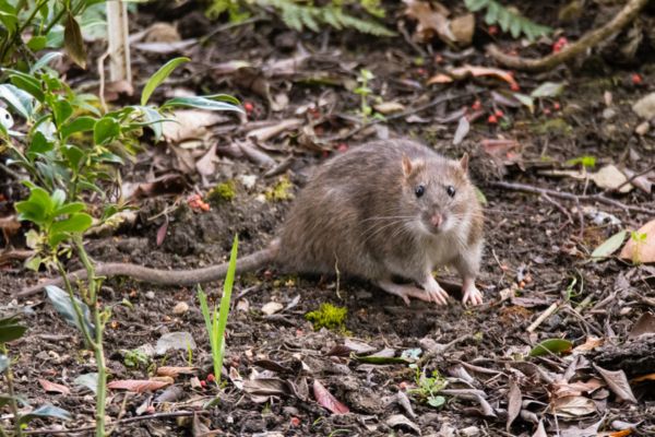 Rat outside