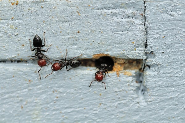 tmx acrobat ants in wall