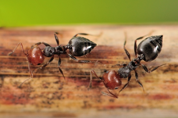 tmx acroobat ants on wood