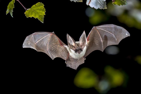 Bat anatomy