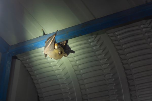 bat eating fruit
