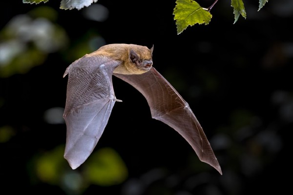 Bat flying