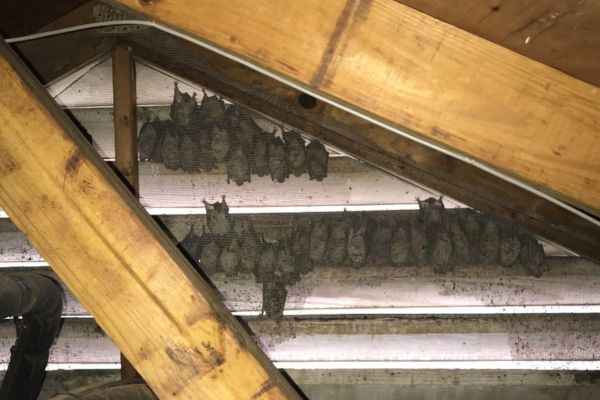 Bats in attic