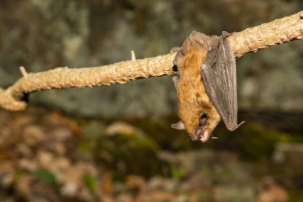 Large brown bat