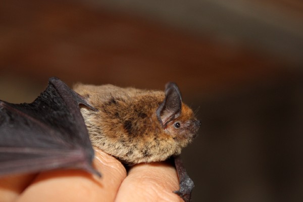 Small brown bat