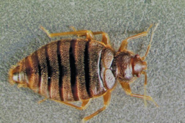 Close up of a bed bug