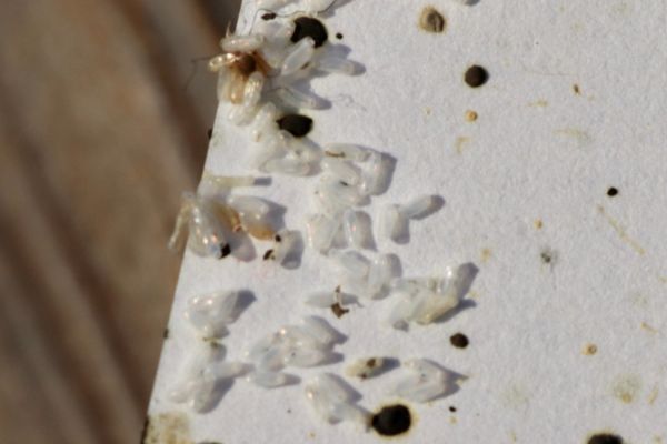bed-bug-droppings