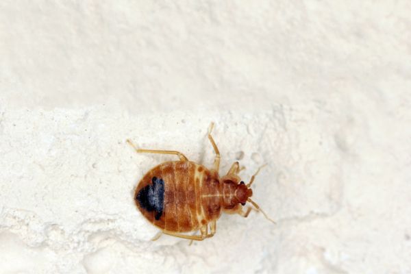 Bed bug on white background