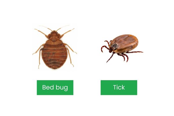 Bed bug vs tick