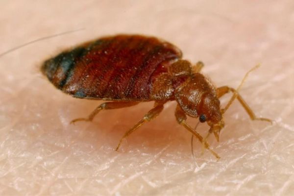 Bed bug crawling