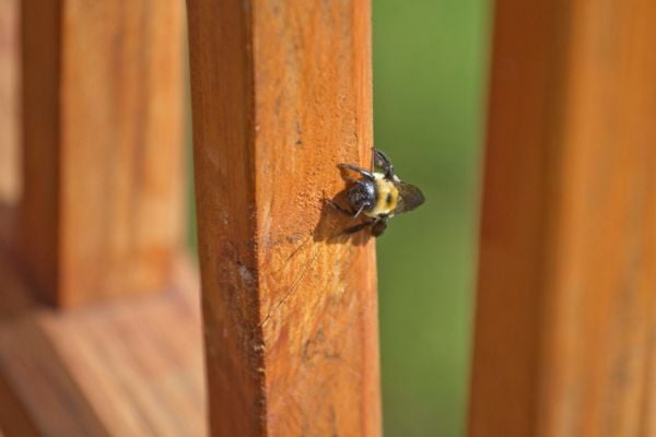 carpenter bee on wood