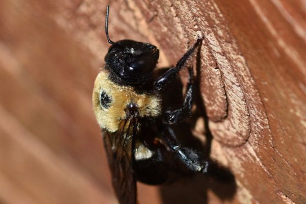 carpenter bee on wood