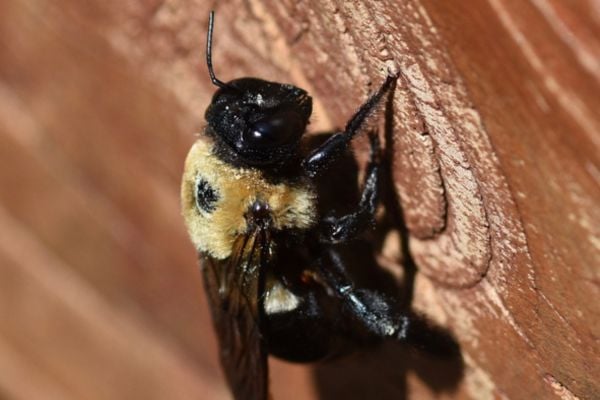 carpenter bee on wood