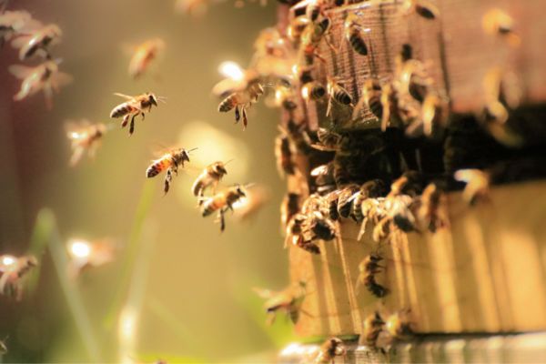 Bees working together
