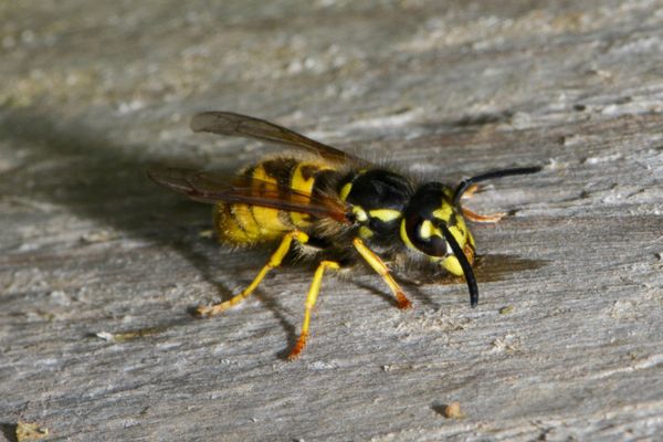 Close up of hornet