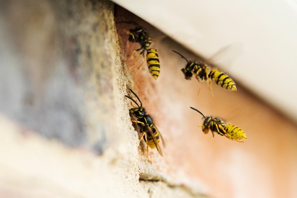 wasp-nest-under-roof
