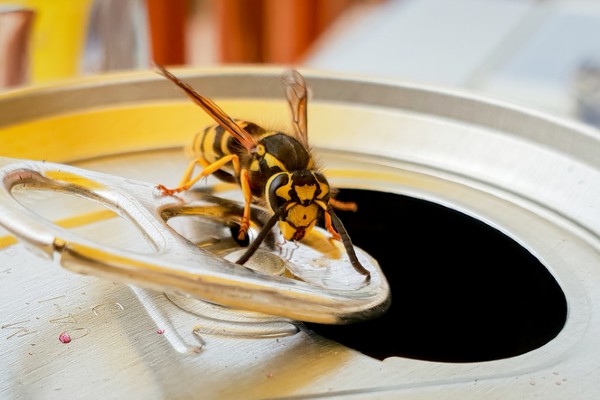Wasp on can rim