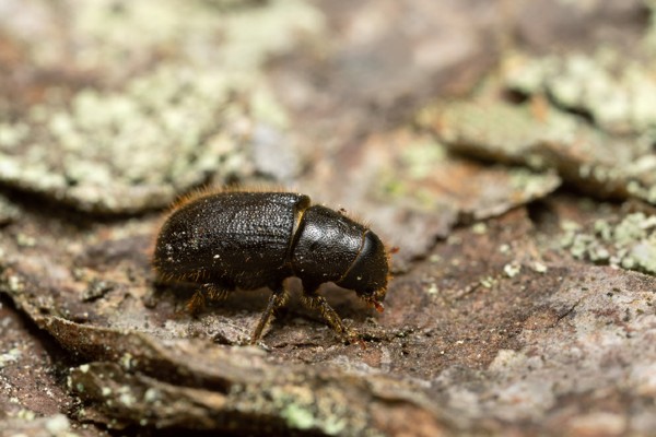 Great spruce bark beetle