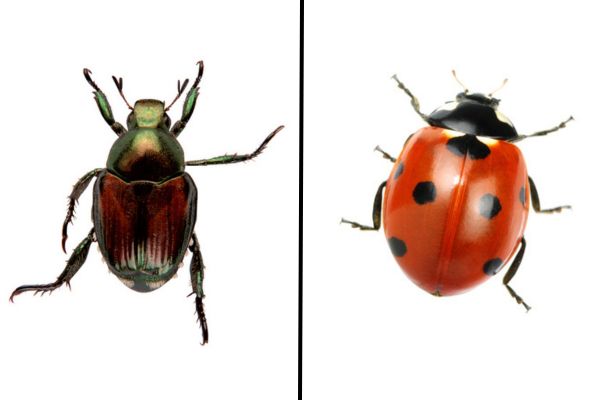 comparing Japanese beetles and ladybugs