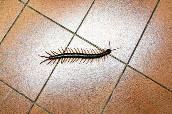 Centipede crawling on floor