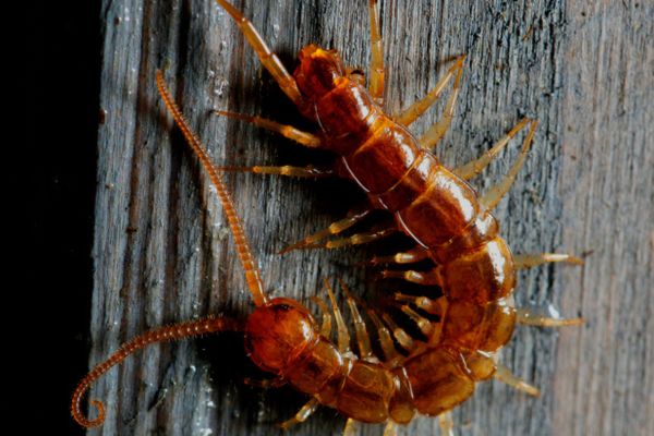 Centipede on dark background