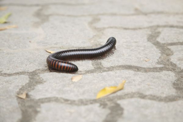 Millipede crawling outside