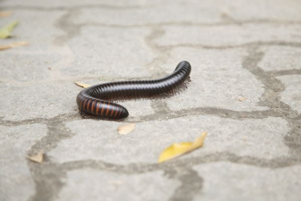 Millipede crawling outside