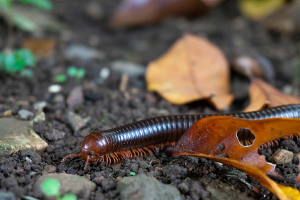 millipede habitat