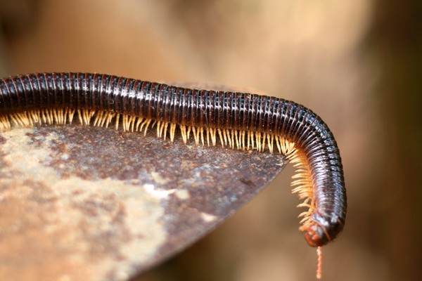 Millipede on rock